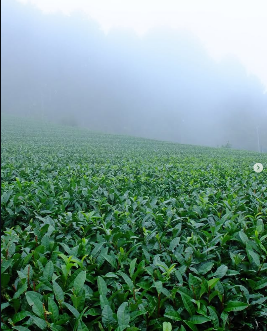 Plantación de té en Shizuoka