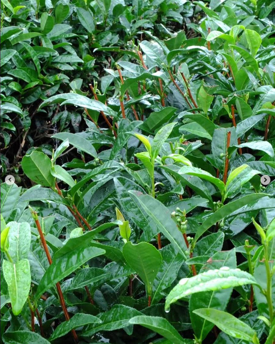 Plantas de té en Shizuoka
